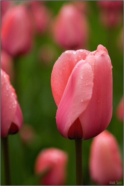 img00003.jpg