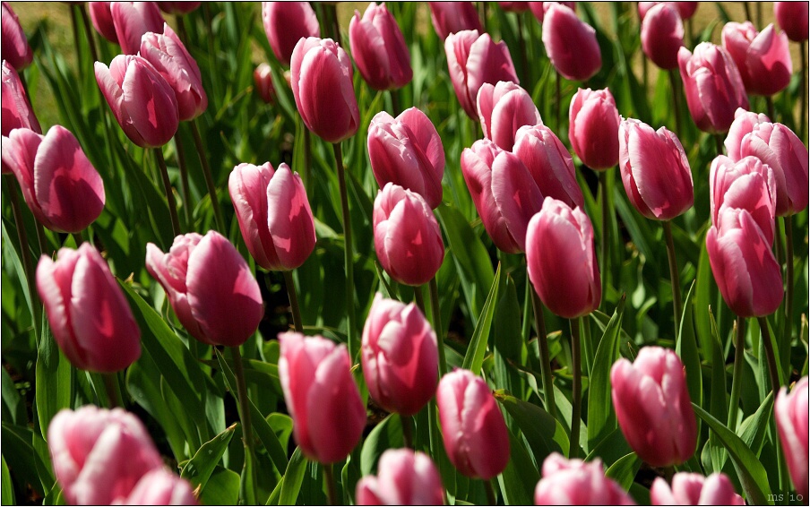 img00013.jpg