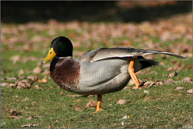 img00013.jpg